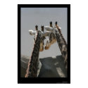 The Secrets of Giraffes posters by artisticsol The Secrets of Giraffes posters