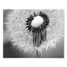 The Seeds of Tomorrow Photograph