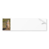 The Sentinel Bumper Stickers
