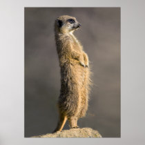 The Sentry Print