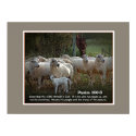 The Sheep of His PasturewScripture posters