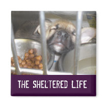 The Sheltered Life magnets