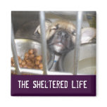 The Sheltered Life magnets