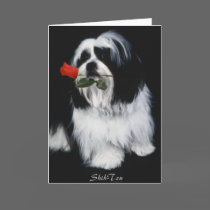The Shih Tzu Dog