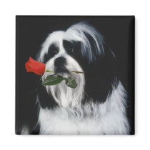 The Shih Tzu Dog magnets by ironydesignphotos The Shih Tzu Dog magnets