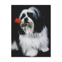 The Shih Tzu Dog postcards