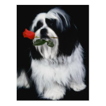 The Shih Tzu Dog Postcard