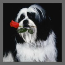 The Shih Tzu Dog