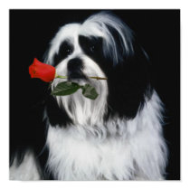 The Shih Tzu Dog posters