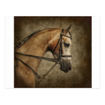 The Show Horse Post Card