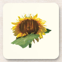 The Shy Sunflower cork coasters