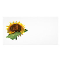 The Shy Sunflower photo cards
