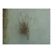 The Sidewalk Tumbleweed Poster posters