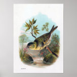 "The Siskin"