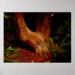 The Sitting Tree Posters