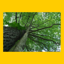 The Sky is the Limit Poster/Print -Bordered