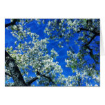 The Sky was a Pool of Blue Cards