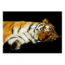 The Sleeping Amur Mini Print Business Card
