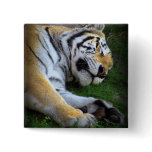 The Sleeping Tiger
