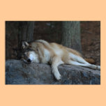 The Sleeping Wolf posters