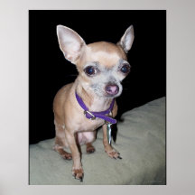The Smallest Service Dog Ever Poster