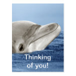 The smiling dolphin postcard