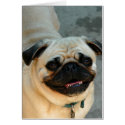 The Smug Pug cards by wolfmountainstudio The Smug Pug cards
