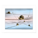 The snail tracks posters
