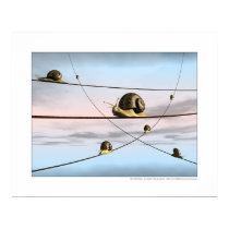 The snail tracks posters