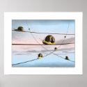 The snail tracks posters
