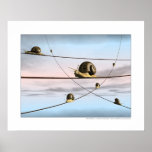 The snail tracks poster