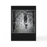 the snow queen's bower