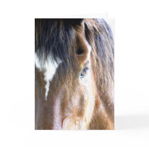 The Soul l Horse Face Close-Up Photography Greeting Card