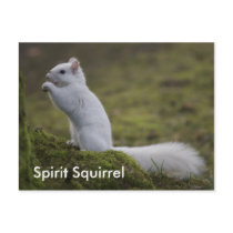 The Spirit Squirrels of the West postcards by mcyork The Spirit Squirrels of the West postcards