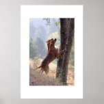 The Squirrel Hunt Poster