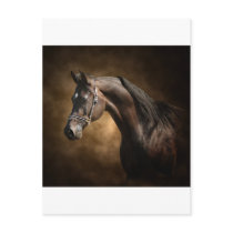The Stallion Post Cards