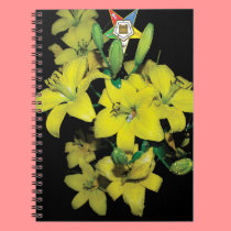 The Star of the OES notebooks