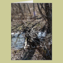 "The Stick Bridge" cards