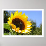 The Sun Flower Posters