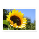 The Sun Flower posters by dbreite2 The Sun Flower posters