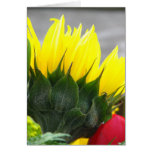 The Sunflower cards