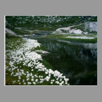 THE SWAN postcards