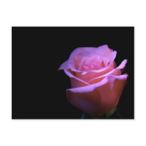 The Sweetest Flower that Blows... Postcard