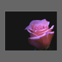 The Sweetest Flower that Blows... postcards