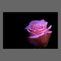 The Sweetest Flower that Blows... posters