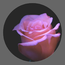 The Sweetest Flower that Blows... stickers
