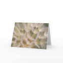 The Symmetry of Nature cards by JaguarPhotos The Symmetry of Nature cards
