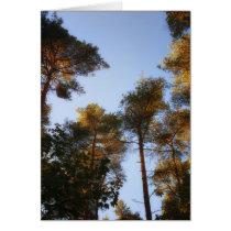 The Tallest Trees card cards