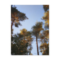 The Tallest Trees postcard postcards