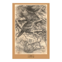 The Tawny Frogmouths posters